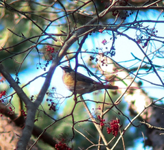 Turdus obscurus