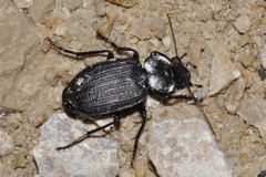 Licinus