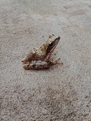 Polypedates leucomystax
