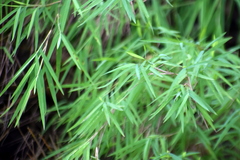 Pogonatherum paniceum