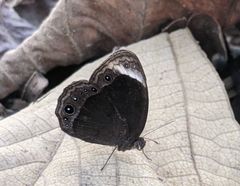 Mycalesis anaxias