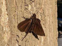 Ancistroides nigrita