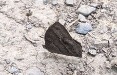 Mycalesis intermedia