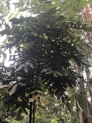 Alectryon tomentosus