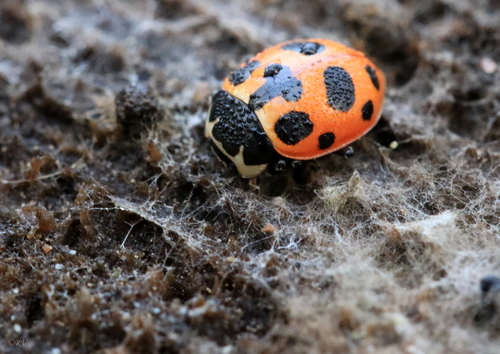 Notated Lady Beetle