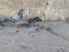 Columba livia domestica