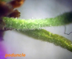 Prunus spinosa dasyphylla