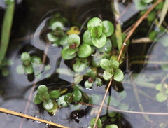 Rotala rotundifolia