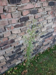 Erigeron sumatrensis