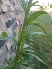 Erigeron sumatrensis