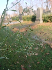Erigeron sumatrensis