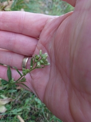 Erigeron sumatrensis