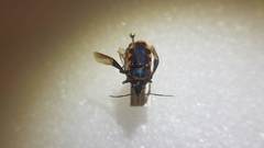 Tetrarthria variegata