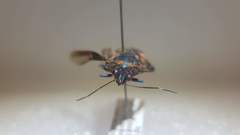 Tetrarthria variegata