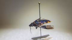 Tetrarthria variegata