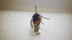 Tetrarthria variegata