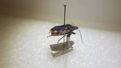 Tetrarthria variegata