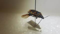 Tetrarthria variegata