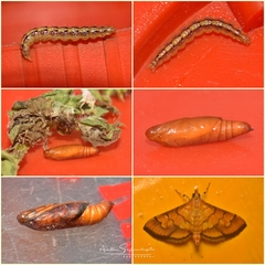 Orphanostigma abruptalis