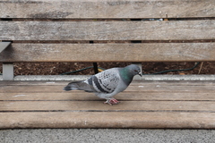 Columba livia domestica