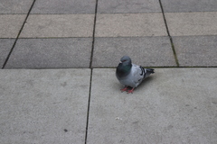Columba livia domestica