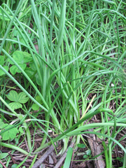 Allium canadense canadense
