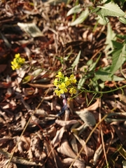 Sisymbrium loeselii