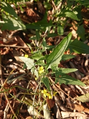 Sisymbrium loeselii