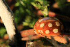 Calvia quindecimguttata