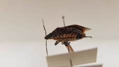 Tetrarthria variegata