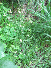 Allium canadense canadense