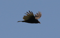 Cathartes aura
