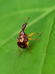 Korotyaevirhinus necopinus