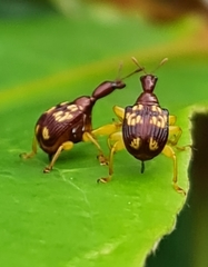 Korotyaevirhinus necopinus