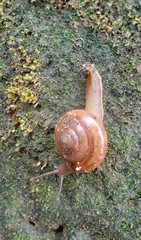 Macrochlamys hippocastaneum