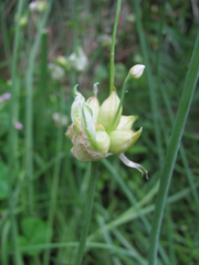 Allium canadense canadense