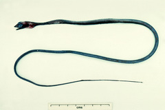 Nemichthys scolopaceus