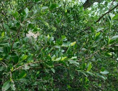 Erythroxylum emarginatum