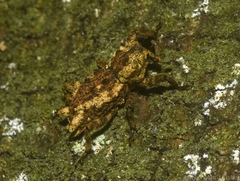 Poropterus angustatus