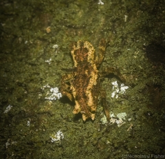 Poropterus angustatus
