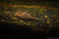 Eurinopsyche