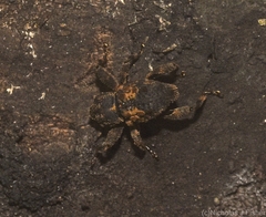 Methidrysis afflicta