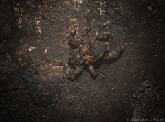 Methidrysis afflicta