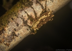 Poropterus angustatus