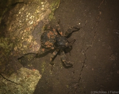 Methidrysis afflicta