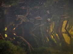 Gambusia rhizophorae