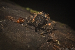 Methidrysis afflicta