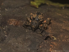 Methidrysis afflicta