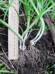 Allium canadense canadense