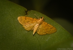 Conogethes punctiferalis